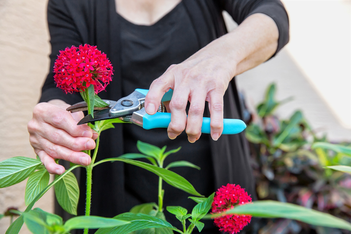 Arthritic seniors hands cutting flowers